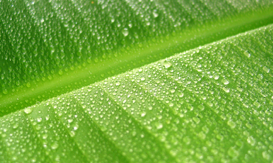 Rain drops on banana leaf