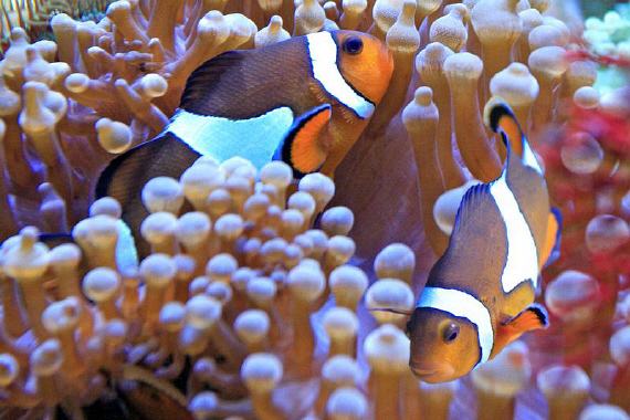 Two clown fish meet within coral polyps.