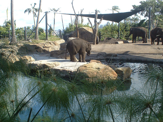 Elephants at Taronga Zoo, Sydney, Australia
