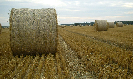 Wheat Harvest, Lincolnshire, England